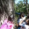 Ascoltando la lezione dell'esperta all'Orto Botanico di Pisa: davanti alla quercia della Virginia